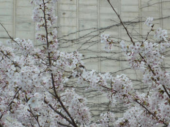 すずめも花見？
