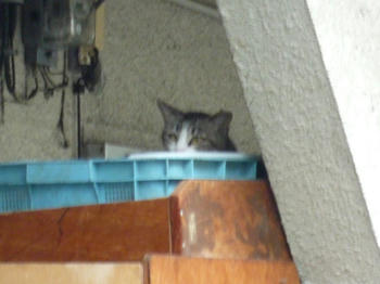 はこいり
