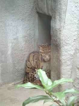 ねこ5