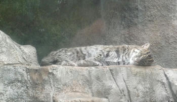 ねこ6