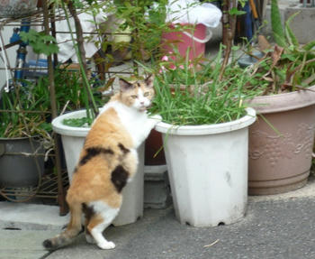 たちみけ1