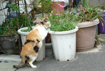 たちみけ2