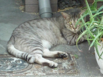 20100806