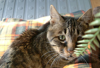 ８票ありがとう。