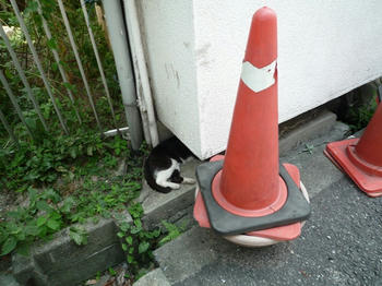 でてます。
