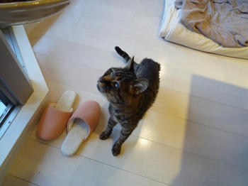 うえをみる