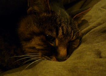 ほんとは31日のヨーダさん