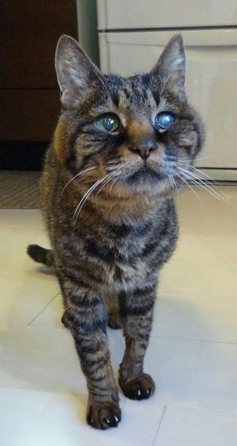 きゅるるん