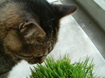 猫草とおいら2