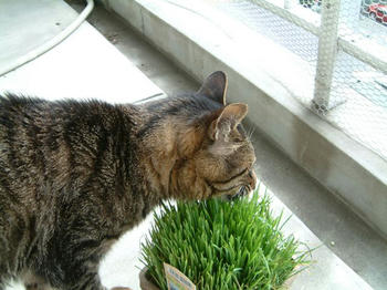 猫草とおいら3