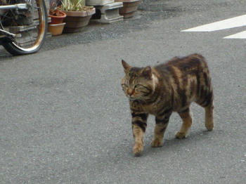 あにき１