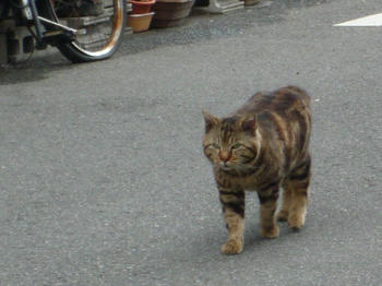 あにき２