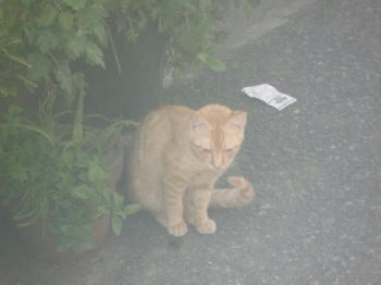 neko