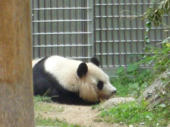 panda2