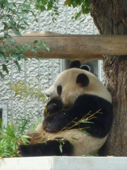 panda5