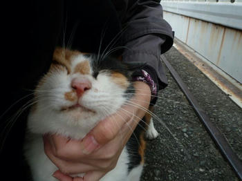 みけみけ