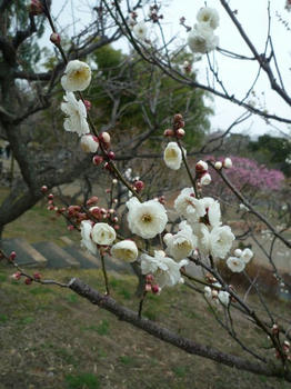 ume2