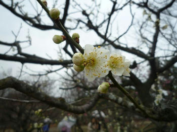 ume3