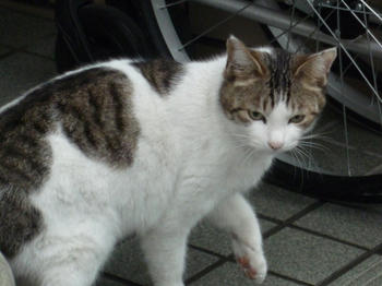 kijishiro1