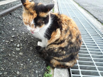 みけりん