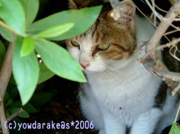 20060523b