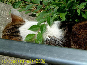 20060525a