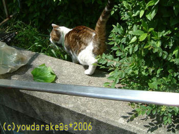 20060525b