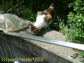 20060525c