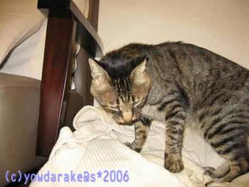 20060528
