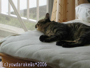 20060305