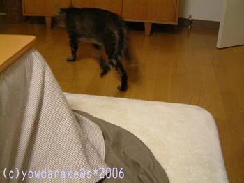 20060306