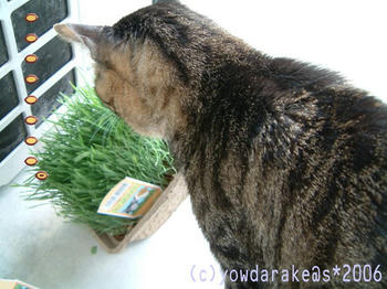 20060308