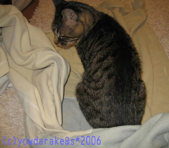 20060322