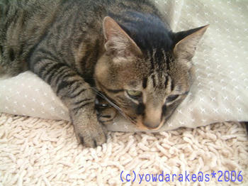 20060329