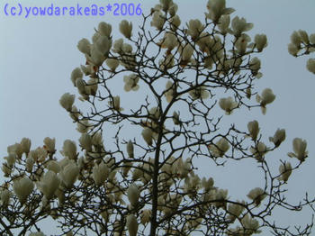 20060401-2