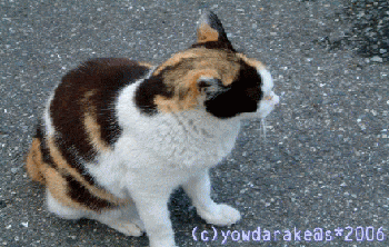 20060422anime??