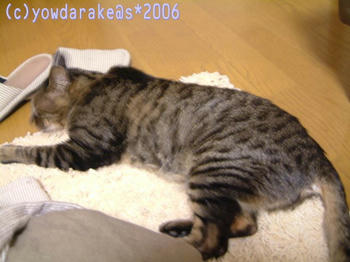 20060429