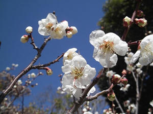 201103052.jpg
