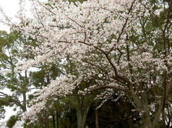 PICT0994.JPG