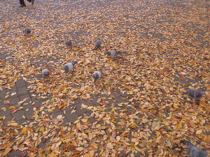 R0011886.gif