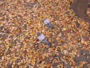 R0011888.gif
