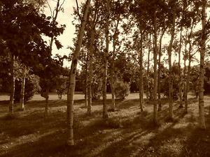 R0011444.jpg