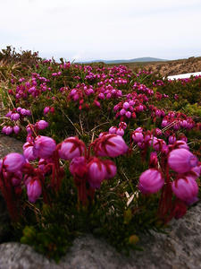 R0012856.jpg