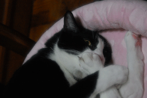 e769a931.gif
