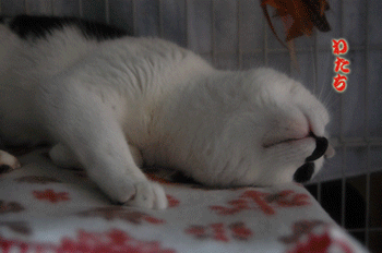 73f5de82.gif