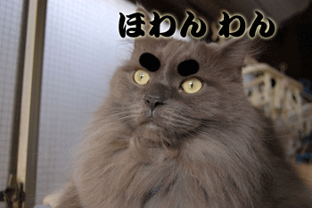 55555.gif