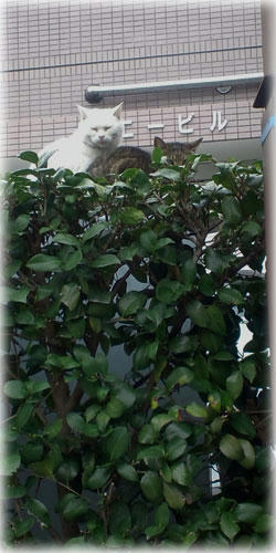 20100413155056.jpg