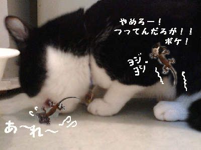 3333333333.gif
