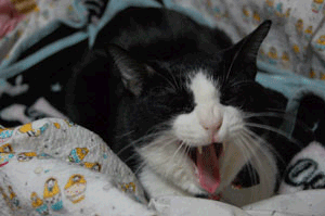 gif-3.gif