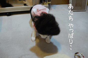 4-gif.gif